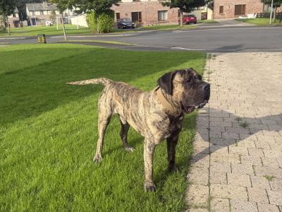 Top Presa Canario