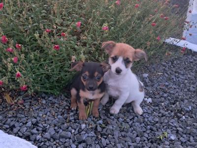 2 beautiful Jack Russell puppies in Tipperary