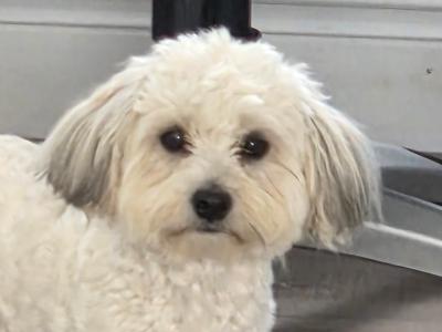 Male Maltese x Maltese Yorkshire Biewer puppy for sale in County Limerick