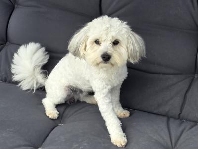 Male Maltese x Maltese Yorkshire Biewer puppy for sale in County Limerick