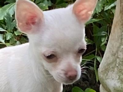 Beautiful Chihuahua puppies in Mayo