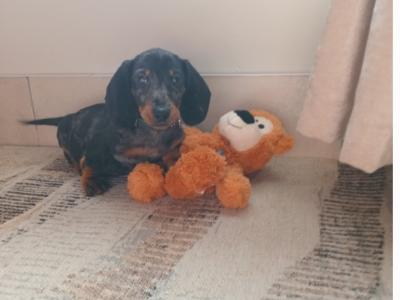 Miniature Dachshunds puppies