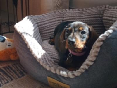 Miniature Dachshunds puppies