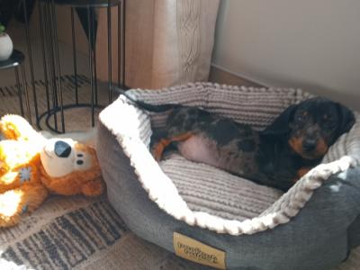 Miniature Dachshunds puppies