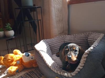 Miniature Dachshunds puppies