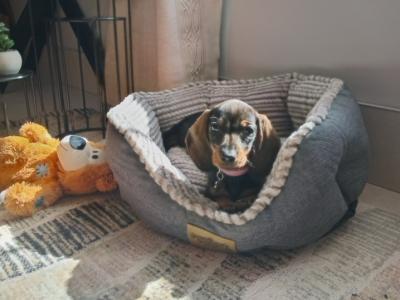 Miniature Dachshunds puppies