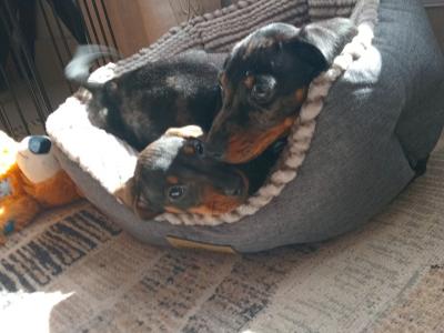 Miniature Dachshunds puppies