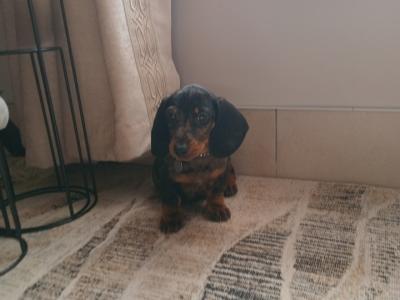 Miniature Dachshunds puppies