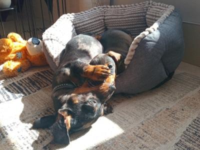 Miniature Dachshunds puppies