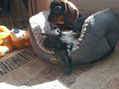 Miniature Dachshunds puppies