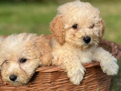 Poochon puppies 🐶 in Wicklow