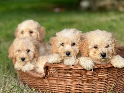 Poochon puppies 🐶 in Wicklow