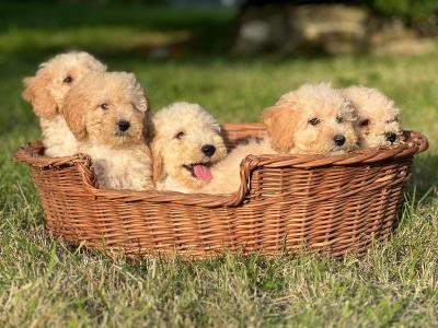 Poochon puppies 🐶 in Wicklow
