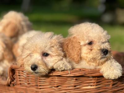 Poochon puppies 🐶 in Wicklow