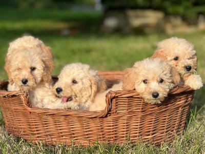 Poochon puppies 🐶 in Wicklow