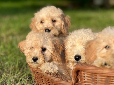 Poochon puppies 🐶 in Wicklow