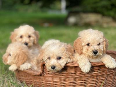 Poochon puppies 🐶 in Wicklow