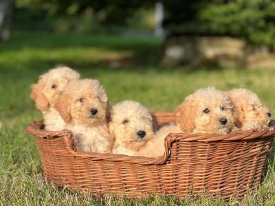 Poochon puppies 🐶 in Wicklow