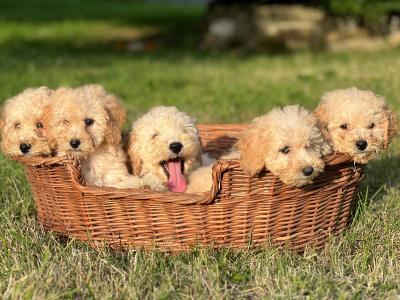 Poochon puppies 🐶 in Wicklow