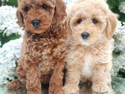 Miniature Doodle puppies available in Cavan
