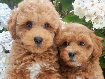 Miniature Doodle puppies available in Cavan