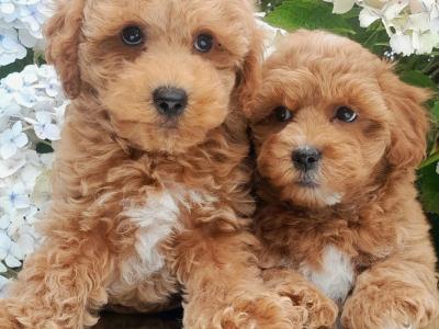 Miniature Doodle puppies available in Cavan