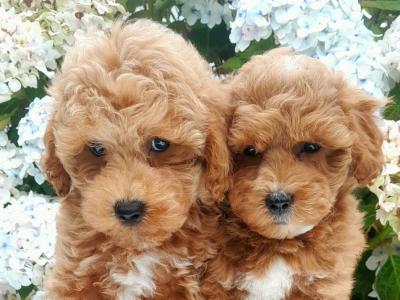 Miniature Doodle puppies available in Cavan