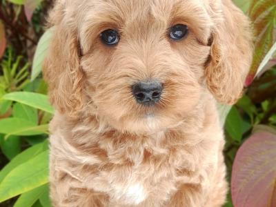 Miniature Doodle puppies available in Cavan