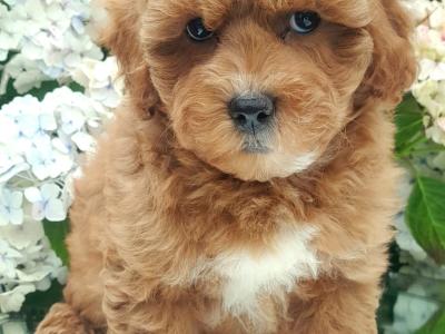 Miniature Doodle puppies available in Cavan