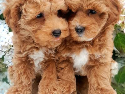 Miniature Doodle puppies available in Cavan