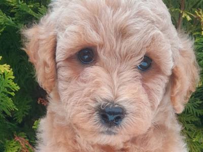 Miniature Doodle puppies available in Cavan