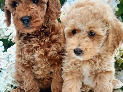 Miniature Doodle puppies available in Cavan