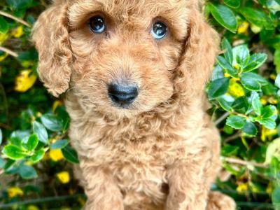 Miniature Doodle puppies available in Cavan