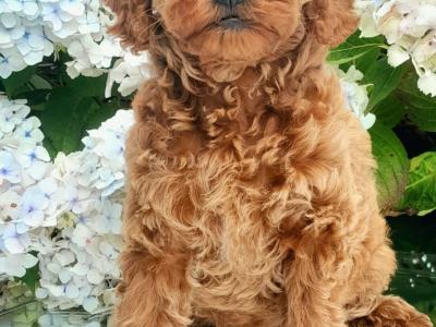 Miniature Doodle puppies available in Cavan