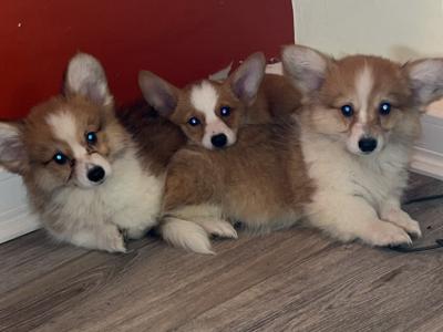Beautiful Walsh Pembroke Corgi puppies IKC Registered (Pending)