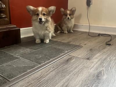 Beautiful Walsh Pembroke Corgi puppies IKC Registered (Pending)