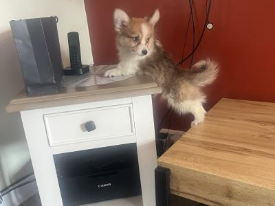 Beautiful Walsh Pembroke Corgi puppies IKC Registered (Pending)