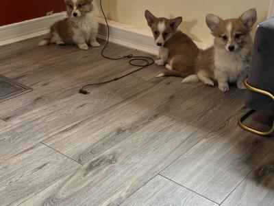 Beautiful Walsh Pembroke Corgi puppies IKC Registered (Pending)