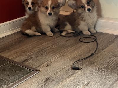Beautiful Walsh Pembroke Corgi puppies IKC Registered (Pending)