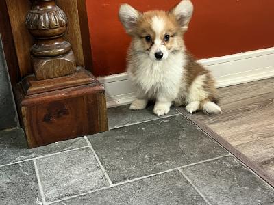 Beautiful Walsh Pembroke Corgi puppies IKC Registered (Pending)