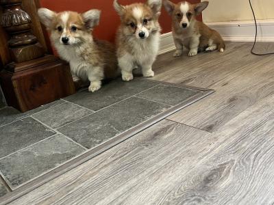 Beautiful Walsh Pembroke Corgi puppies IKC Registered (Pending)
