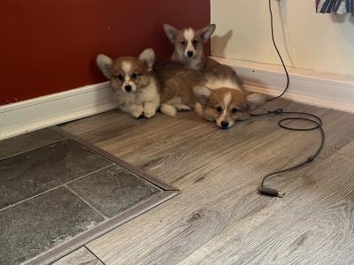 Beautiful Walsh Pembroke Corgi puppies IKC Registered (Pending)