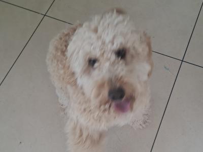 Female Cockapoo puppy 6 months old in Laois