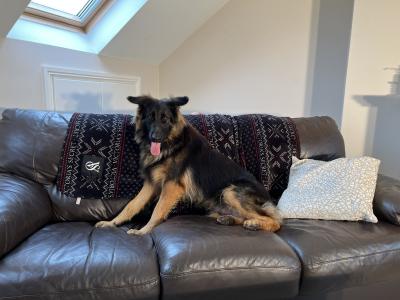 Female German Shepherd , IKC Certificate, 17 June 2024 Date of Birth, Mayo