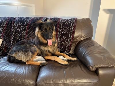 Female German Shepherd , IKC , 1 Year old, Co. Mayo