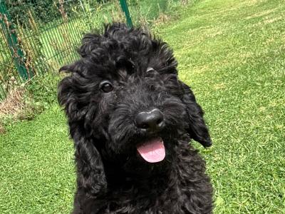 💙 Male Black Standard Poodle Puppy 💙