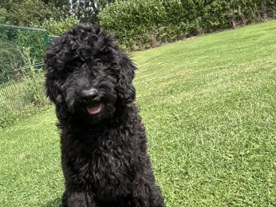 💙 Male Black Standard Poodle Puppy 💙