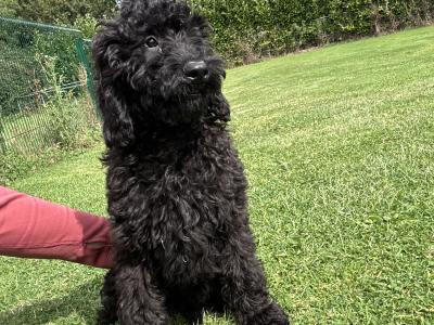💙 Male Black Standard Poodle Puppy 💙