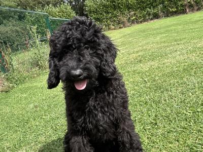 💙 Male Black Standard Poodle Puppy 💙