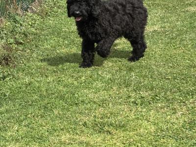 💙 Male Black Standard Poodle Puppy 💙